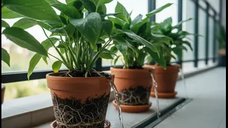 Simple Drainage Upgrades Can Make Balcony Gardening More Monsoon-Friendly