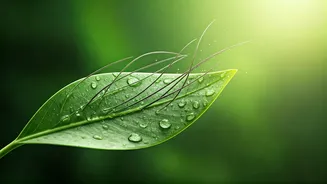 Revolutionary Plant-Based Serum Promises Rapid Hair Regrowth in Weeks: The Science Revealed