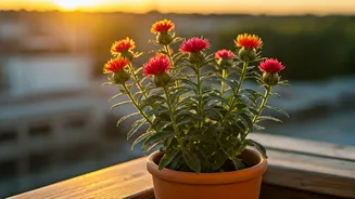 Thriving Safflower in Pots: A Comprehensive Guide for Urban Gardeners