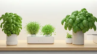 Kitchen-Counter Gardens Are Cute And Useful Again