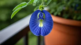 Cultivate Divine Blue Blooms: Your Balcony Guide to Growing Aparajita