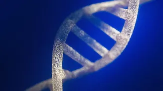 DNA Study On Why Large Dogs Age Faster In Context: Genes Change Their Regulation As Dogs Grow Older