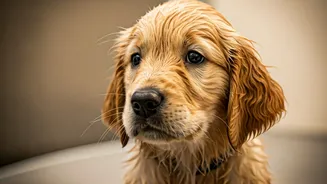 Wet-Coat Care Is Monsoon Grooming’s First Rule