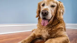 Veterinary Access Can Affect Adoption Choices and Long-Term Care Capacity