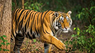 5 Safari Gates in North Indian Parks: Where Tigers Roam!