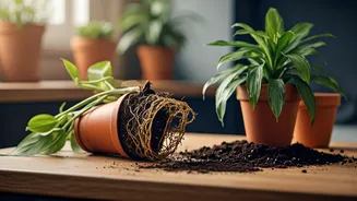Avoid These 5 Common Repotting Pitfalls for Thriving Plants
