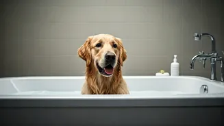 Keep Canines Happy During Humid Seasons Using Homemade Oatmeal Baths