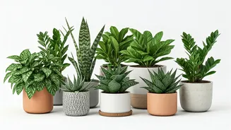 8 Peaceful Plants: Bring Calm & Good Vibes to Your Home!