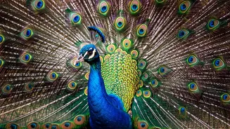 Rajasthan's Royal Display: A Peacock's Mesmerizing Feathered Spectacle