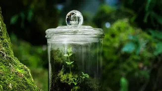 Preserved Moss Helped Trace Ice Growth And Retreat: The Context Explained