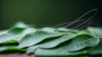 Curry Leaves for Grey Hair: DIY Recipes, Benefits, and Realistic Expectations