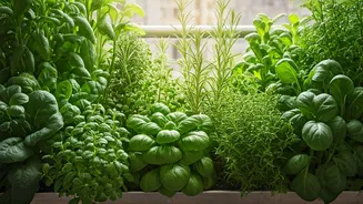 Kitchen Gardening Is India's Latest Urban Obsession