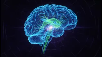 Free Indian Brainstem Atlas Could Advance Research Into Neurological Disorders