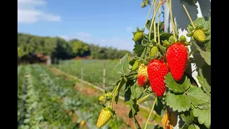 Strawberry Season In Mahabaleshwar Is Ending Soon: These Luxury Staycations Are Worth Booking Now