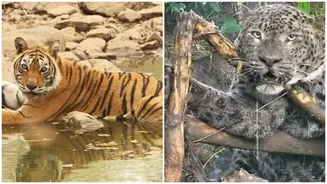Uttarakhand’s growing man-animal conflicts: Six killed in 19 days as tiger, leopard, bear attacks surge