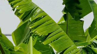 Tropical Home Garden Plants Need Placement Suited To Sunlight And Local Climate