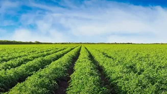 Land Use Becomes Smarter When Nutrition Is Treated as an Output