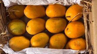 Top Mango varieties in India you must try this summer