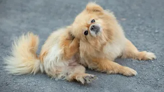 Seu pet coça muito a orelha? Veterinário explica como identificar e prevenir doenças de ouvido