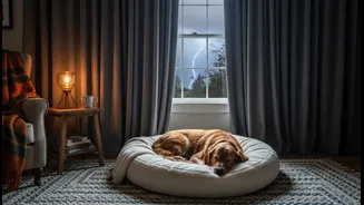 How to minimize flash lightning exposure to reduce pet thunderstorm phobia responses