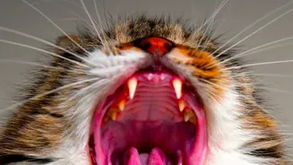 Why Routine Oral Care Helps Preserve Healthy Teeth And Prevents Infection In Domestic Pets