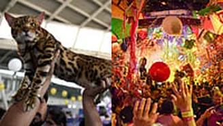 Mumbai This Weekend: From Elrow Debut, Cat Expo India To Sunset Movie Screening, Check Out Exciting Events Happening In The City
