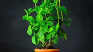 How To Maintain Healthy Soil For Growing Tulsi Mint And Coriander In Small Windowsill Pots