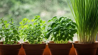 4 Simple Herbs To Spruce Up Your Rainy Day Windowsill