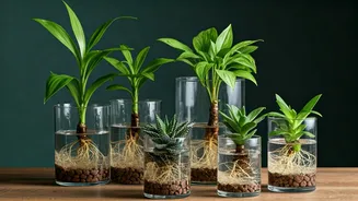 Soil-Free Indoor Plants Are The Lazy Decor Hack