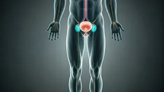 Your Urological Health Roadmap: Navigating Changes in Your 30s, 40s, and 50s