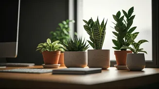 Desk Plants for Positive Vibes: Top Office Greenery to Elevate Your Workspace