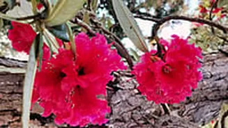 Rhododendron Arboreum Blooms In Himalayas: Is It A Warning Sign