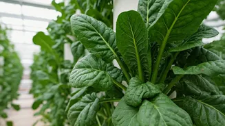 Why Delhi Gym Bros Grow High Protein Greens Via Hydroponics