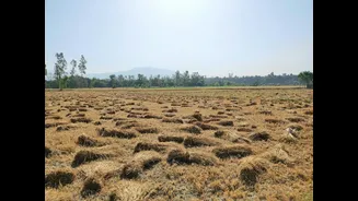 Weather Damage Impacts Indian Sesame Crop, Tightens Supply