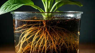 Standing Water Can Ruin Your Green Corner