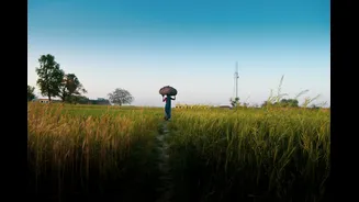 How El Niño Impacts India's Monsoon Patterns