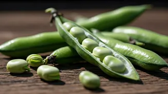 Gut Health And Protein Make Fava Beans Powerful