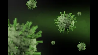 Bundibugyo strain explained: why WHO calls this Ebola outbreak different