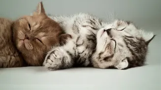How Shift Workers Can Master Circadian Lighting Shifts To Improve Deep Sleep
