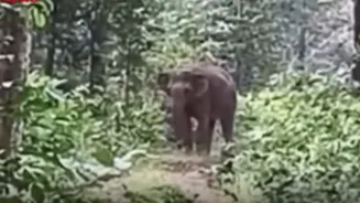 ‘Babu, Jao Jungle Jao’: Chhattisgarh Man Lovely Guides Baby Elephant Into Jungle, Internet Is Moved