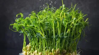 Soft or Slimy Roots Should Be Avoided at the Market