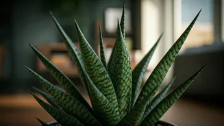 Snake Plants and Snakes: Debunking the Myth of Attraction and Unpacking the Truth