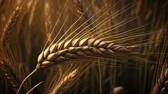 Ancient Wheat's "Warrior" Traits: How Early Farming Accidentally Bred Aggressive Crops