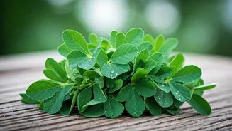 Fenugreek Leaves Add A Bitter-Savoury Kick Beautifully