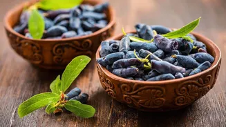 Why you must add honeyberries to your diet