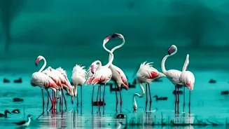 Declining Migratory Birds Expose Weak Links in International Conservation