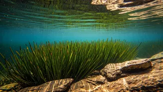 Florida's Finest Springs: A Refreshing Guide