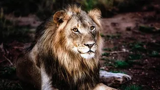 Gujarat's Barda Forest Offers Asiatic Lions A Potential Home Beyond Gir
