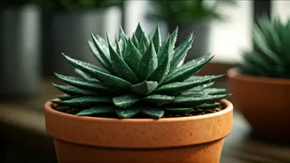 Stop Watering Succulents During High Humidity Weeks To Avoid Rot