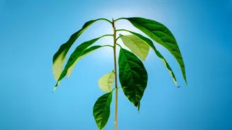 Growing Plants From Cuttings At Home